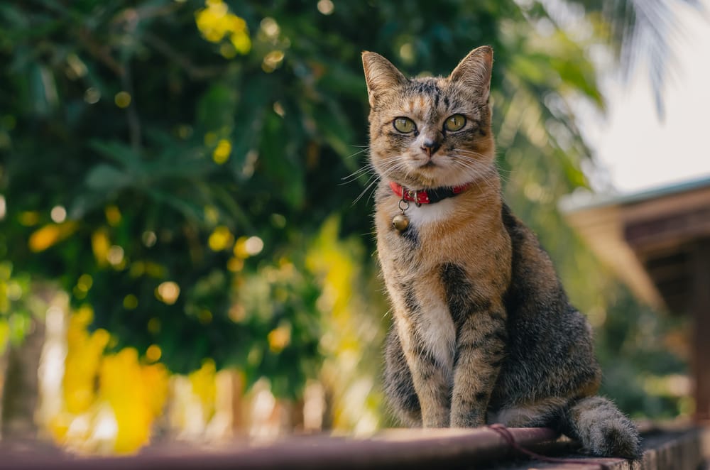 A watchful tabby cat with a red collar sits gracefully on a fence with greenery in the background. Perfect for feline-focused or nature pet imagery.
