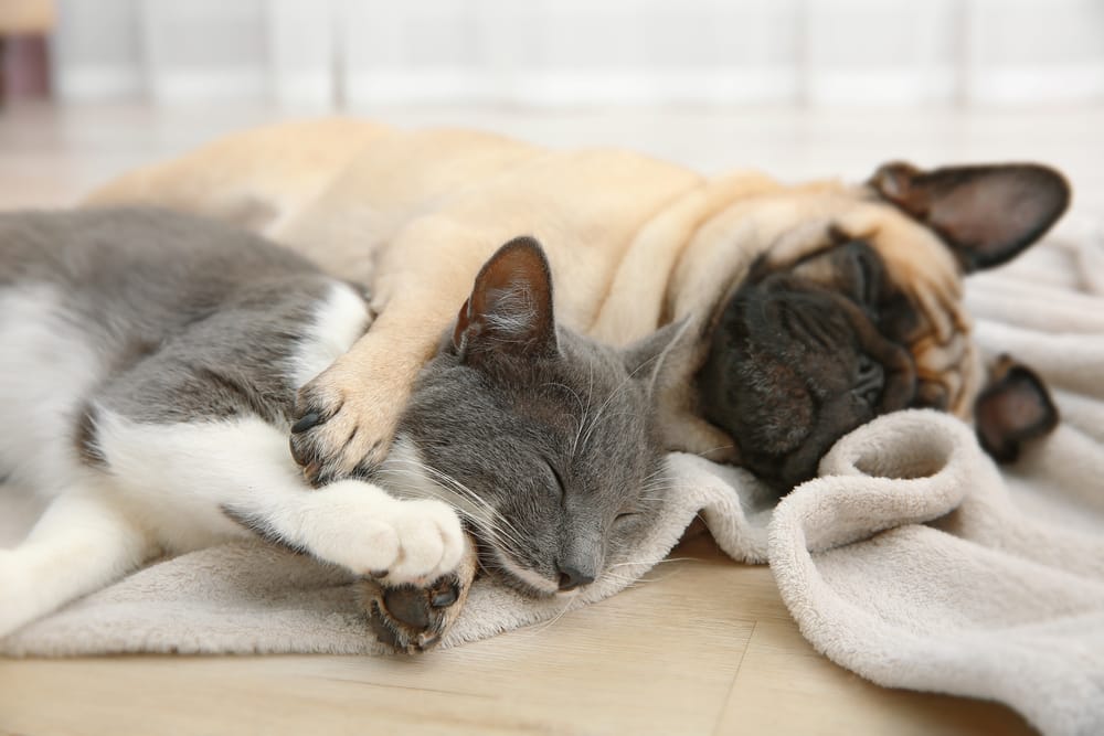 Cat and Dog Sleeping Peacefully A sweet image of a cat and dog snuggling on a soft blanket, highlighting the calm and loving bond between two different pets. Perfect for promoting pet harmony.