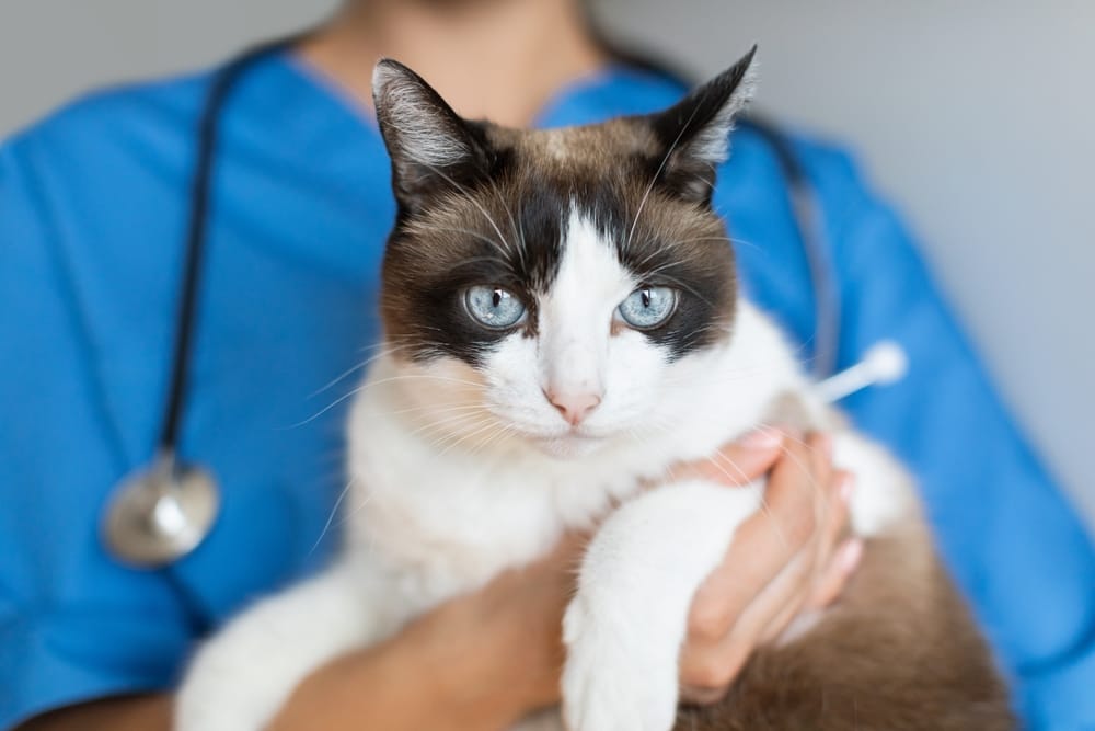 Close-up of a striking blue-eyed cat being held by a vet in blue scrubs, ideal for showcasing compassionate veterinary care and feline health.