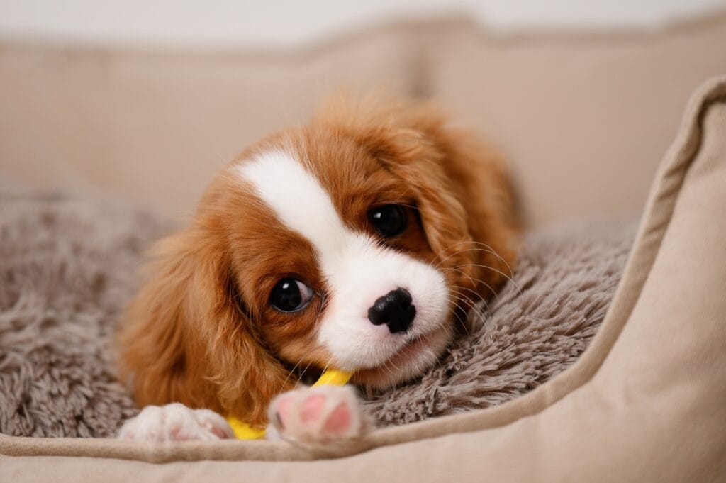 Adorable Cavalier puppy lying comfortably in a soft dog bed, showing the warmth and safety of our dog boarding environment - Dog Boarding in Walnut Creek, CA.