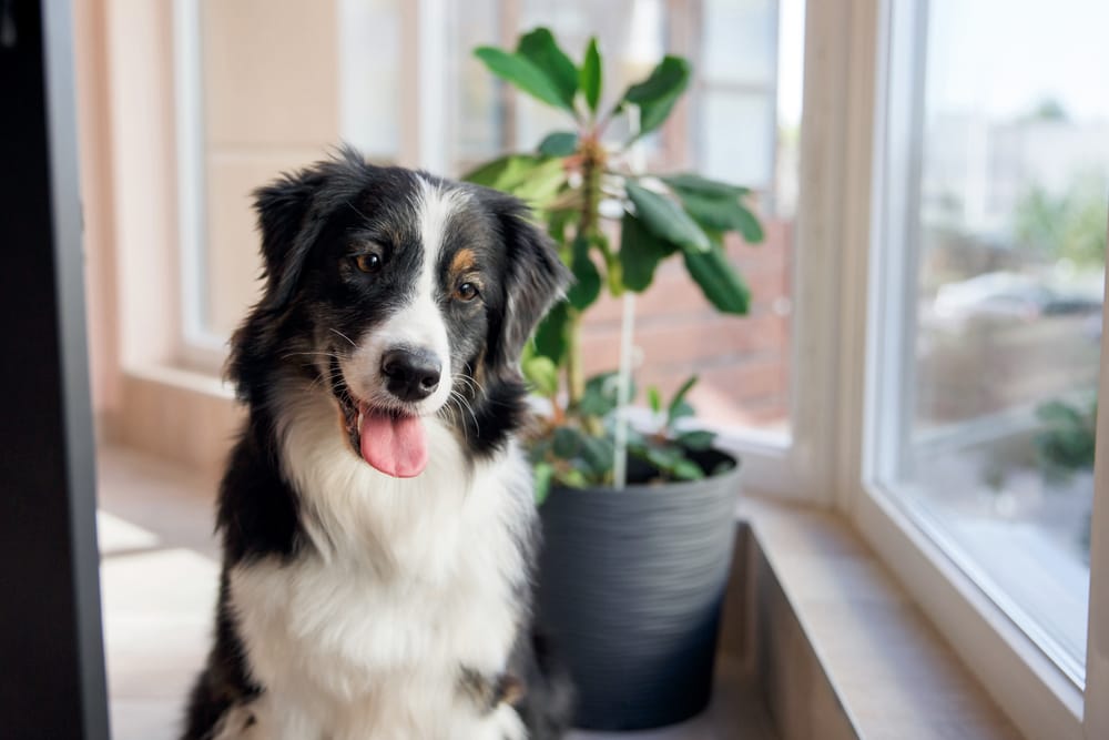 A cheerful Australian Shepherd sitting beside a sunlit window and potted plant, capturing a peaceful indoor moment - Emergency Vet Walnut Creek