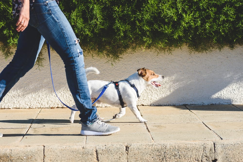 Energetic small dog walking beside owner on a sunny sidewalk, promoting healthy activity and the joy of daily walks. Ideal for pet lifestyle or training content.