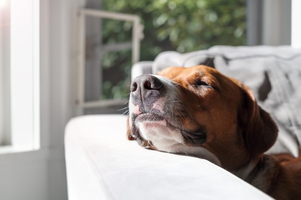 A close-up of a dog resting in the sunlight on a couch, reflecting a calm and cozy atmosphere. Great for pet wellness, comfort, or home lifestyle content.