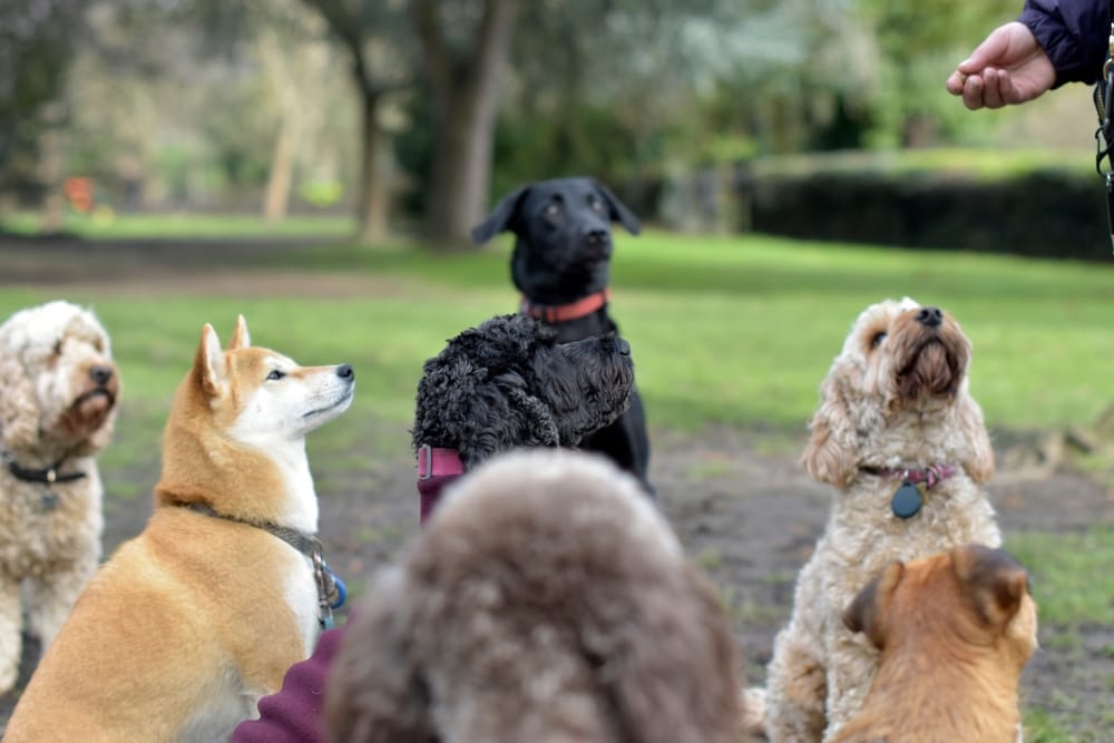 A group of dogs focused on a trainer during a session, showing the balanced routine of enrichment and obedience at our boarding center - Dog Boarding in Walnut Creek, CA.