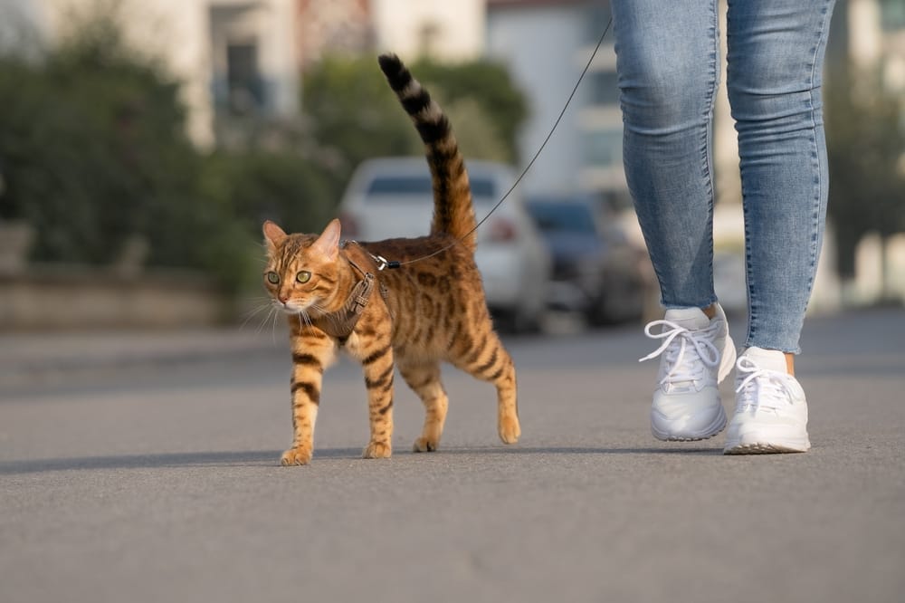 Striking Bengal cat confidently walking with its owner, highlighting feline enrichment and safe outdoor adventures. Great for cat harness or pet activity topics.