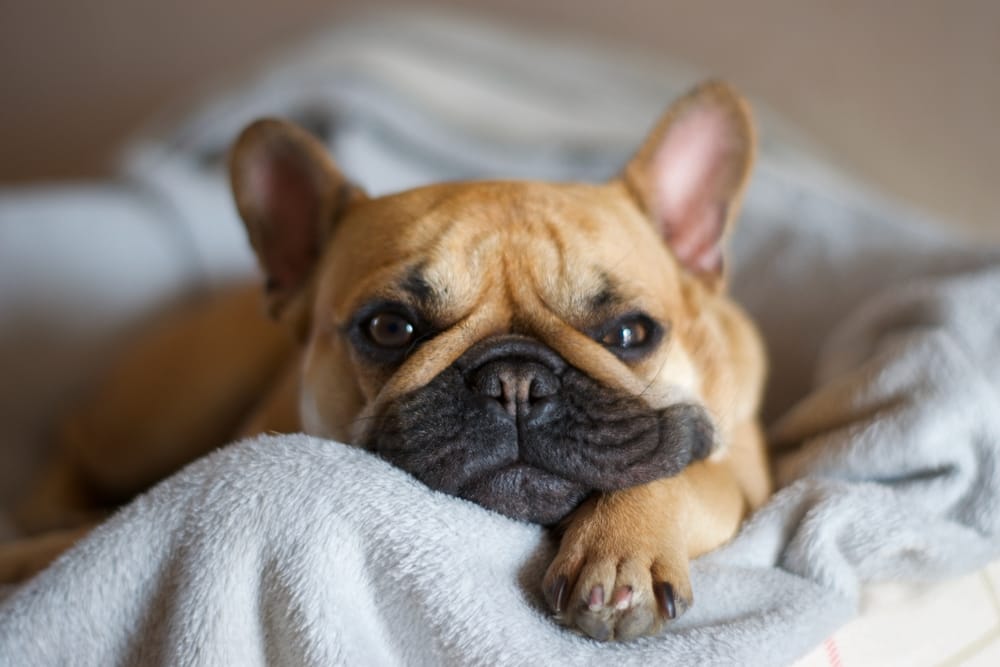 Close-up of a French Bulldog peacefully lying on a soft blanket, perfect for highlighting comfort, care, and pet wellness - Emergency Vet Walnut Creek 