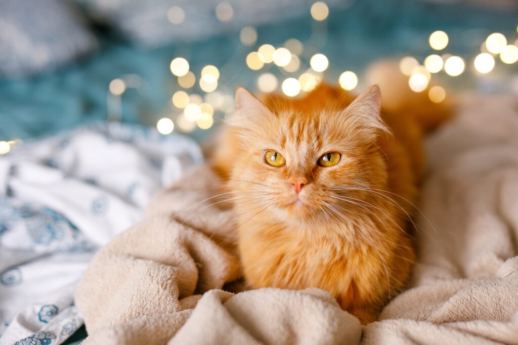 Cozy Orange Cat Lounging Comfortably – Relaxed Boarding Atmosphere - Cat Boarding in Walnut Creek, CA A relaxed ginger cat resting on a soft blanket with fairy lights in the background, capturing the warmth of a home-like cat boarding experience - Cat Boarding in Walnut Creek, CA.