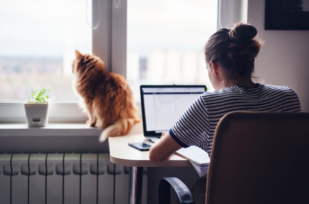 Cat by Window with Owner Working – Peaceful Home Vibes - Cat Boarding in Walnut Creek, CA An orange cat gazing out the window while a person works at a desk, representing peaceful companionship and secure indoor care - Cat Boarding in Walnut Creek, CA.