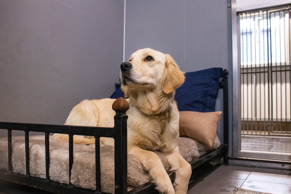 A golden retriever rests on a plush bed inside a clean boarding suite, reflecting the comfort and care provided - Dog Boarding in Walnut Creek, CA.
