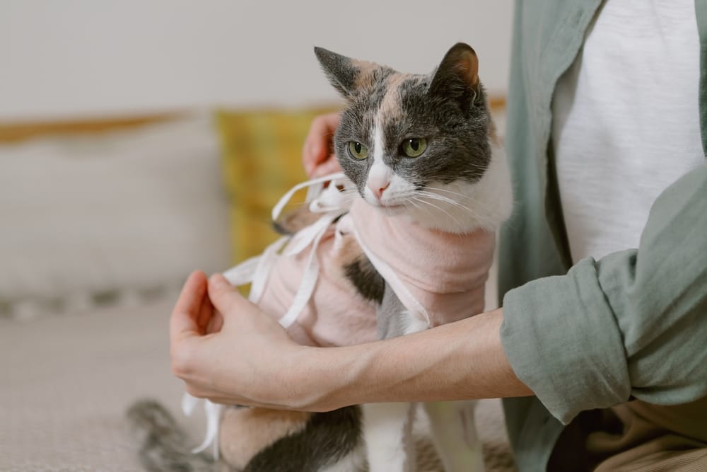 Post-Surgery Cat in Loving Care – Gentle Feline Recovery - Cat Boarding in Walnut Creek, CA A calico cat dressed in a post-surgical garment while being held gently, representing attentive care and a calm environment - Cat Boarding in Walnut Creek, CA.