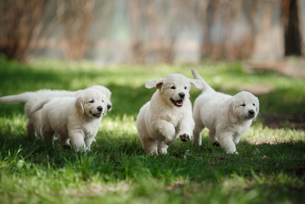 Three fluffy white puppies playfully running through grass, capturing the happiness and freedom pets enjoy at our facility - Dog Boarding in Walnut Creek, CA.