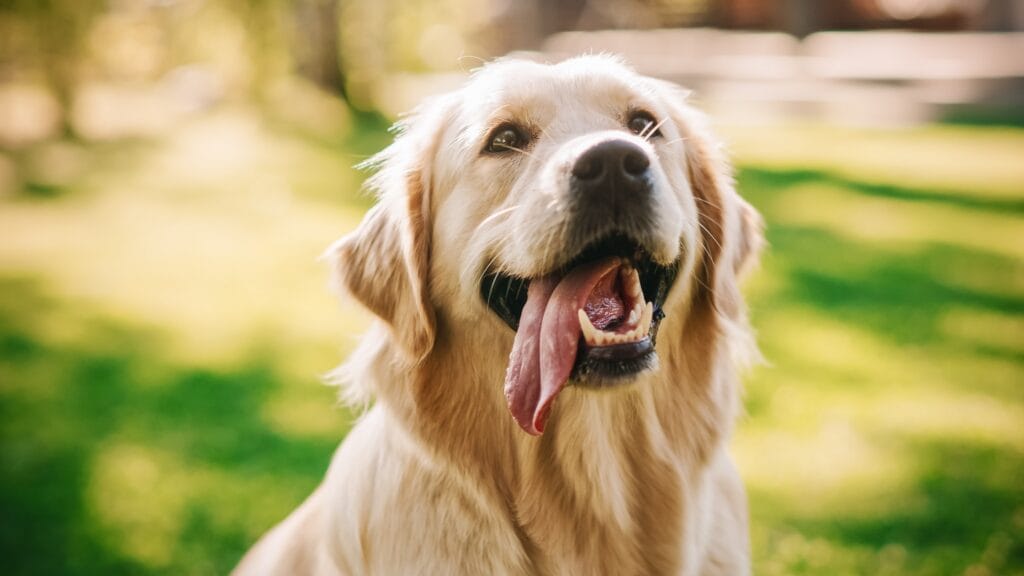 A golden retriever with a wide grin and tongue out under the sun, radiating happiness from a positive boarding experience 
