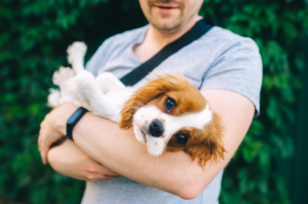 A loving moment as a man gently holds a Cavalier King Charles Spaniel puppy in his arms. Perfect for illustrating pet companionship and affection.