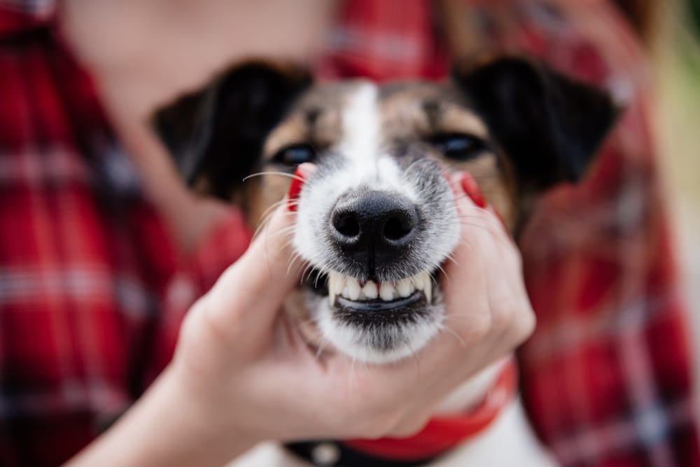 Close-up of a happy dog’s face being gently shaped into a smile by its owner, showcasing lighthearted bonding - Veterinarian Martinez 