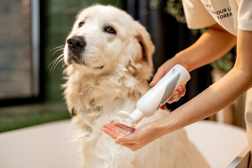 A golden retriever patiently waits as groomer prepares shampoo for a luxurious bath, perfect for maintaining coat health - Dog Grooming in Walnut Creek CA