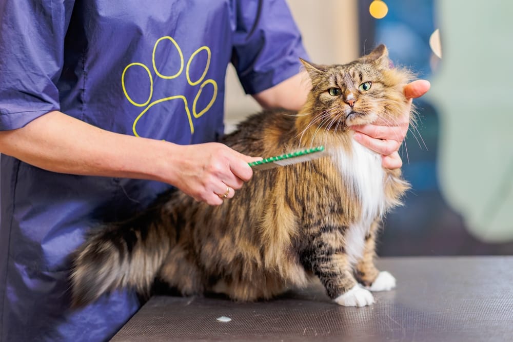 A groomer carefully brushes a long-haired tabby cat, providing coat maintenance and comfort for fluffy feline clients - Cat Grooming in Walnut Creek, CA.