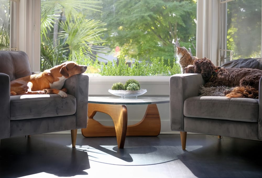 Two dogs and a cat relaxing on modern chairs near a bright window, showcasing a calm and pet-friendly home environment - Emergency Vet Walnut Creek 