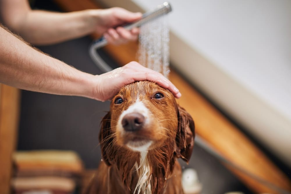 A brown dog is showered with care during a grooming session, highlighting a clean and relaxing bath routine - Dog Grooming in Walnut Creek CA