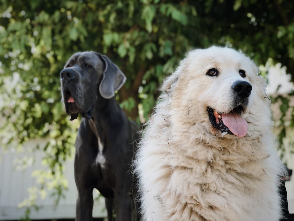 A majestic Great Dane and fluffy white dog enjoying the outdoors, capturing the calm presence of large-breed pets - Veterinarian Martinez