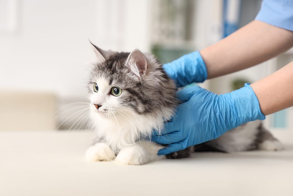 A fluffy white and gray cat being gently examined by gloved hands, demonstrating the attentive care during grooming sessions - Cat Grooming in Walnut Creek, CA.