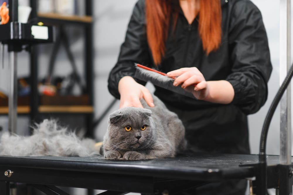 A groomer de-sheds a gray British Shorthair cat with a slicker brush, emphasizing the importance of regular coat maintenance - Cat Grooming in Walnut Creek, CA.