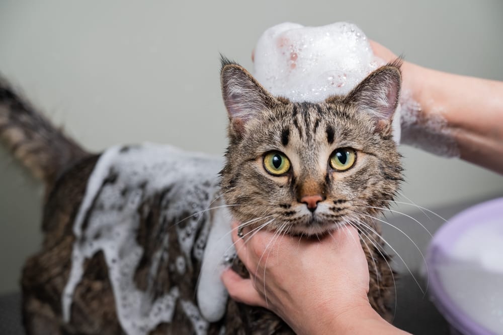 A calm cat receives a full-body shampoo bath, showcasing hygienic grooming and coat care in a professional setting - Cat Grooming in Walnut Creek, CA.