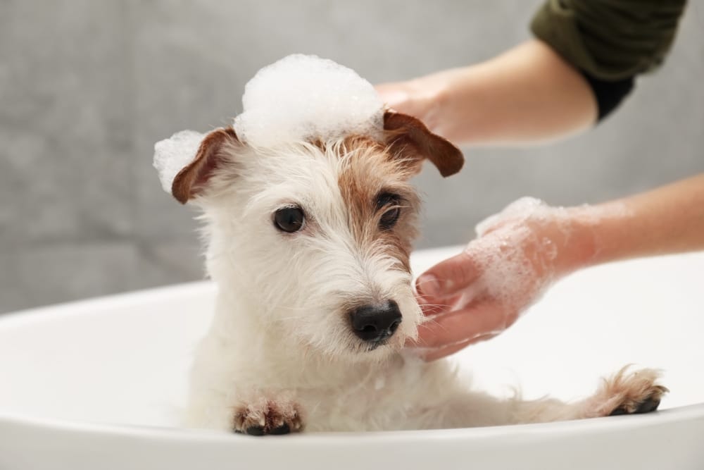 A white terrier sits calmly in a tub with bubbles on its head, showcasing a thorough and gentle grooming experience - Dog Grooming in Walnut Creek CA