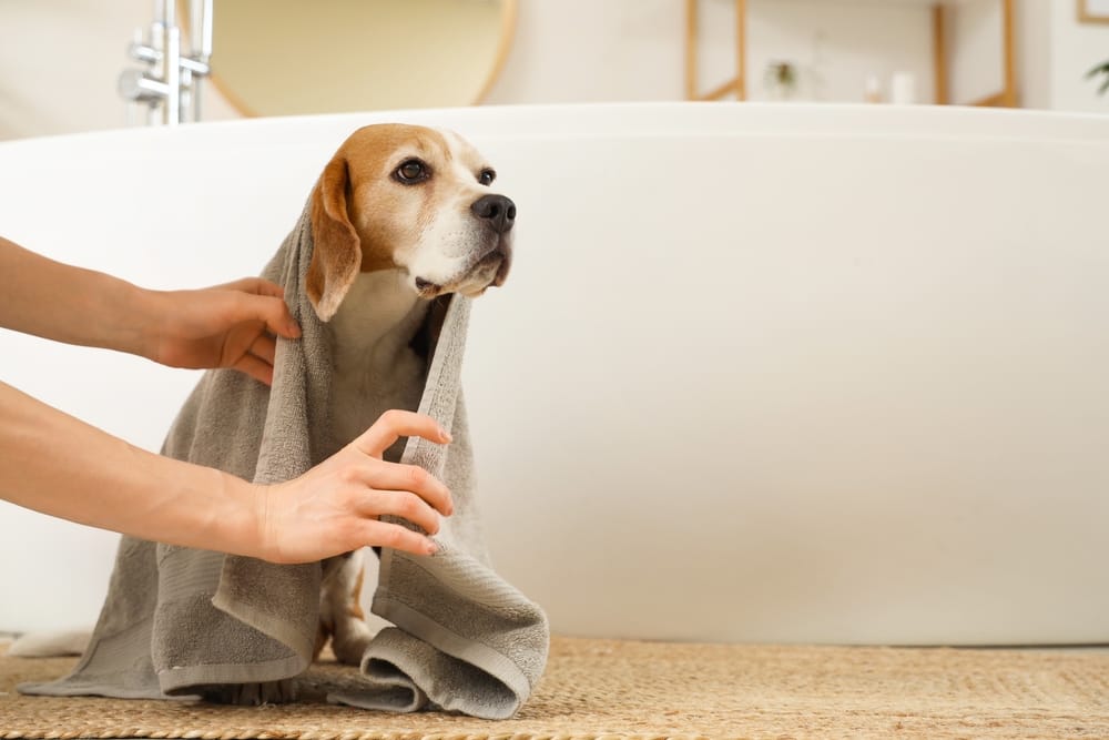 A freshly bathed beagle is gently dried with a soft towel, capturing a calm moment after a professional dog grooming session - Dog Grooming in Walnut Creek CA