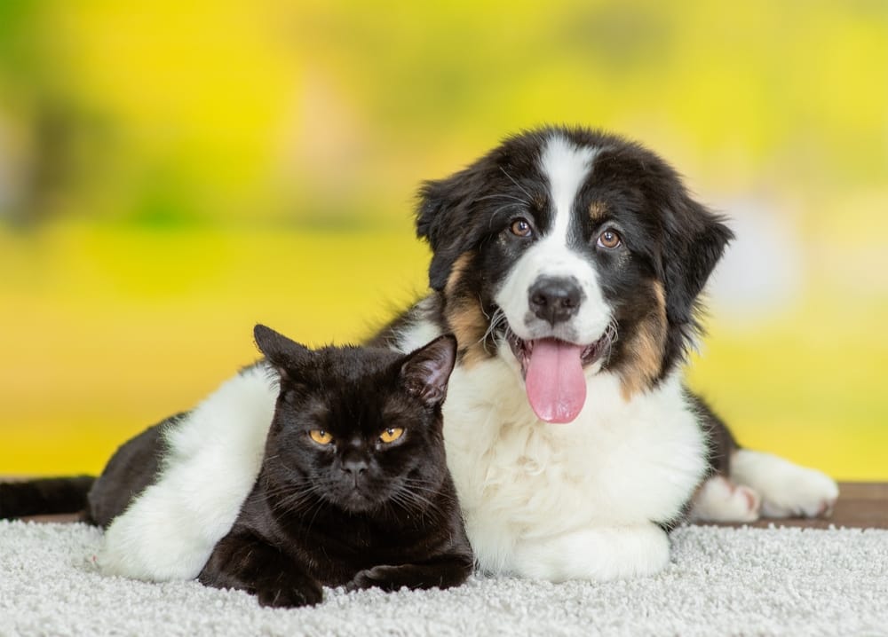 An adorable puppy and black cat resting close together, with bright outdoor light in the background. A perfect image for promoting pet harmony and companionship.