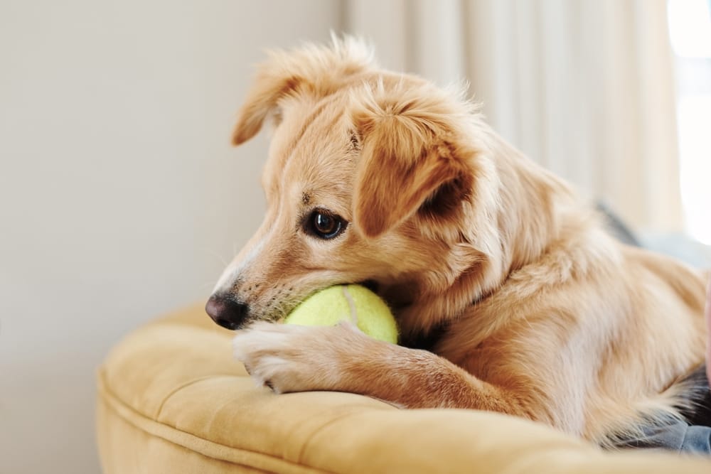 Charming golden dog resting with a tennis ball in its mouth, showcasing a peaceful indoor moment. Perfect for pet lovers and animal-themed content.