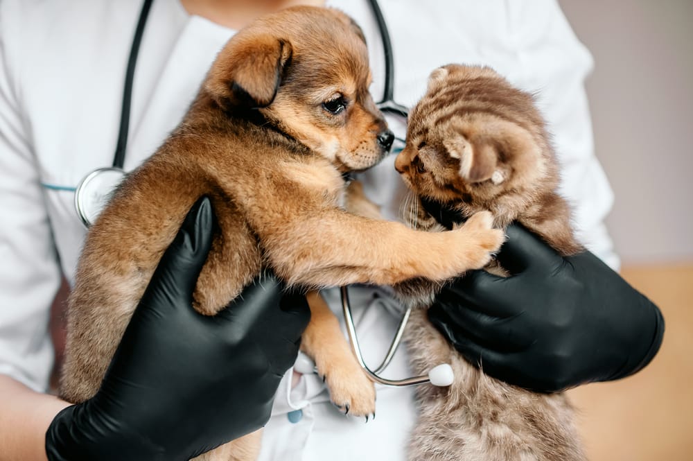 Heartwarming image of a vet holding a curious puppy and kitten, perfect for illustrating pet wellness visits and veterinary clinic services.