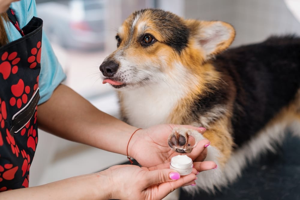 Corgi getting its paw pampered with cream during a grooming session, highlighting pet hygiene, care routines, and grooming services.