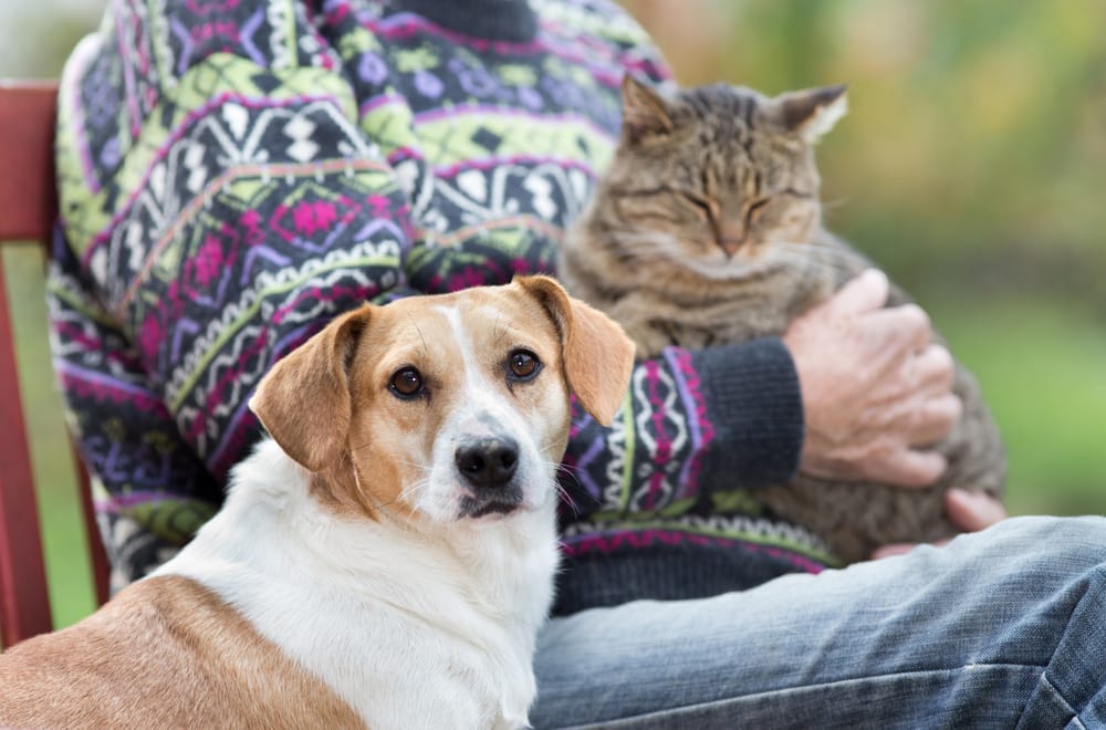 A heartwarming image of a dog and cat relaxing with their owner, reflecting comfort, companionship, and gentle care - Veterinarian Martinez 