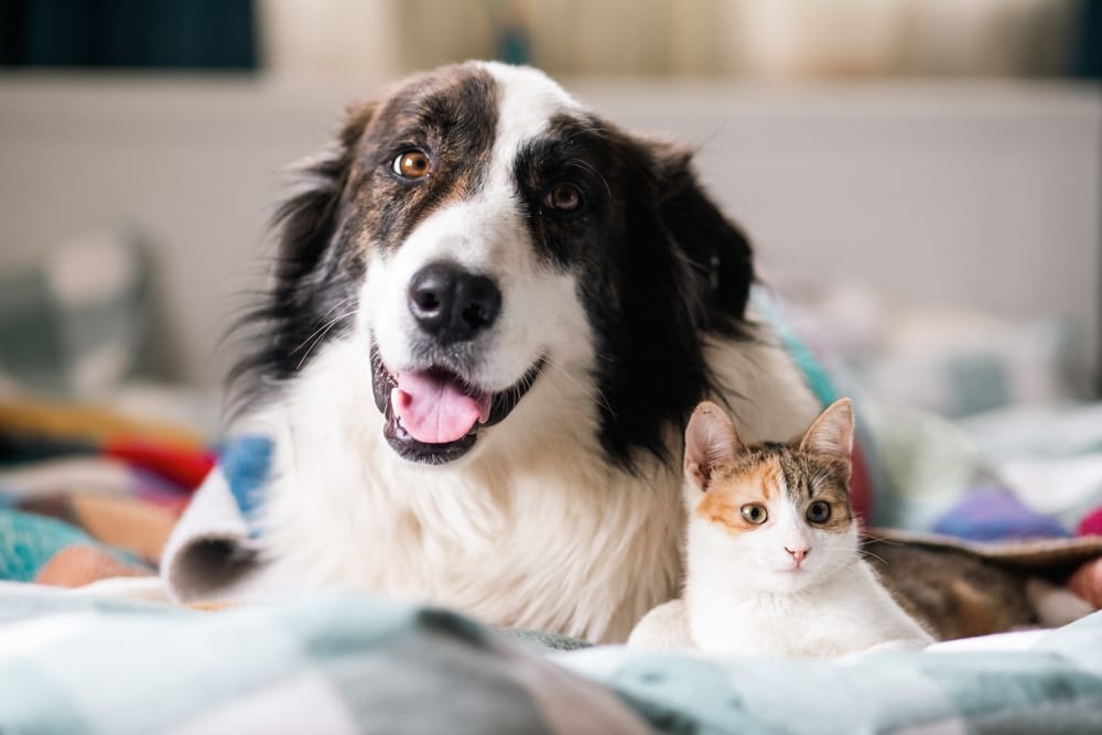 A heartwarming moment of a large dog and a small cat relaxing side by side on a cozy bed. Perfect for content about multi-pet households or animal friendships.