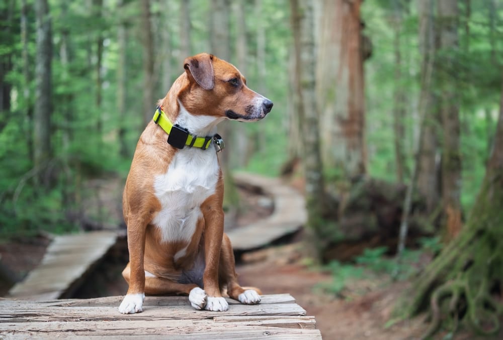 A calm dog sitting on a forest trail boardwalk, highlighting the peaceful outdoor activities offered at our dog boarding facility - Dog Boarding in Walnut Creek, CA.