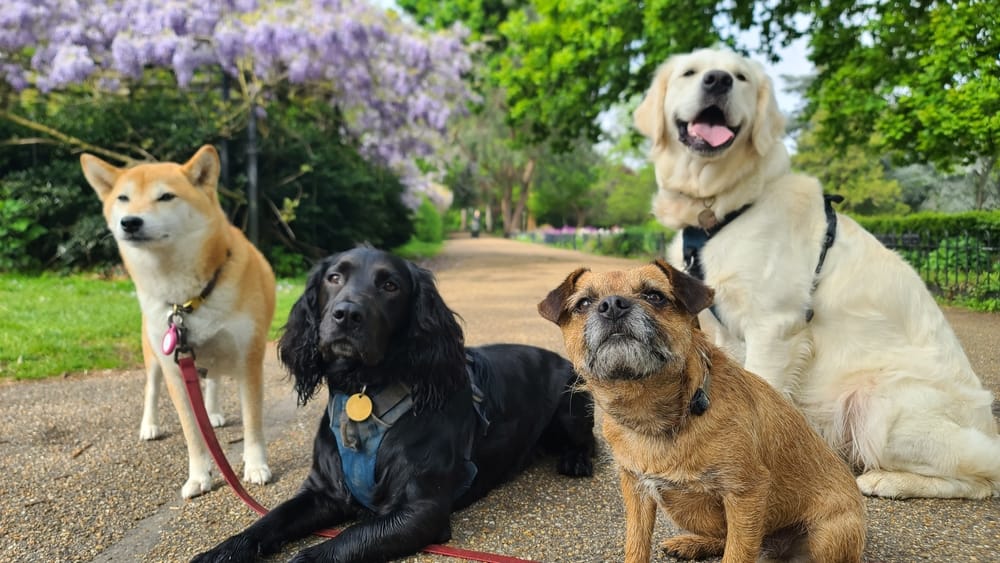 A happy pack of dogs enjoying a stroll in a scenic park, perfect for showcasing socialization and fun during boarding stays - Dog Boarding in Walnut Creek, CA.