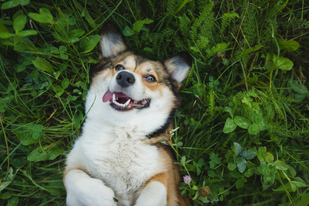 Cute Corgi lying playfully on its back in lush green grass, showcasing a carefree and fun outdoor experience. Great for pet lifestyle content.